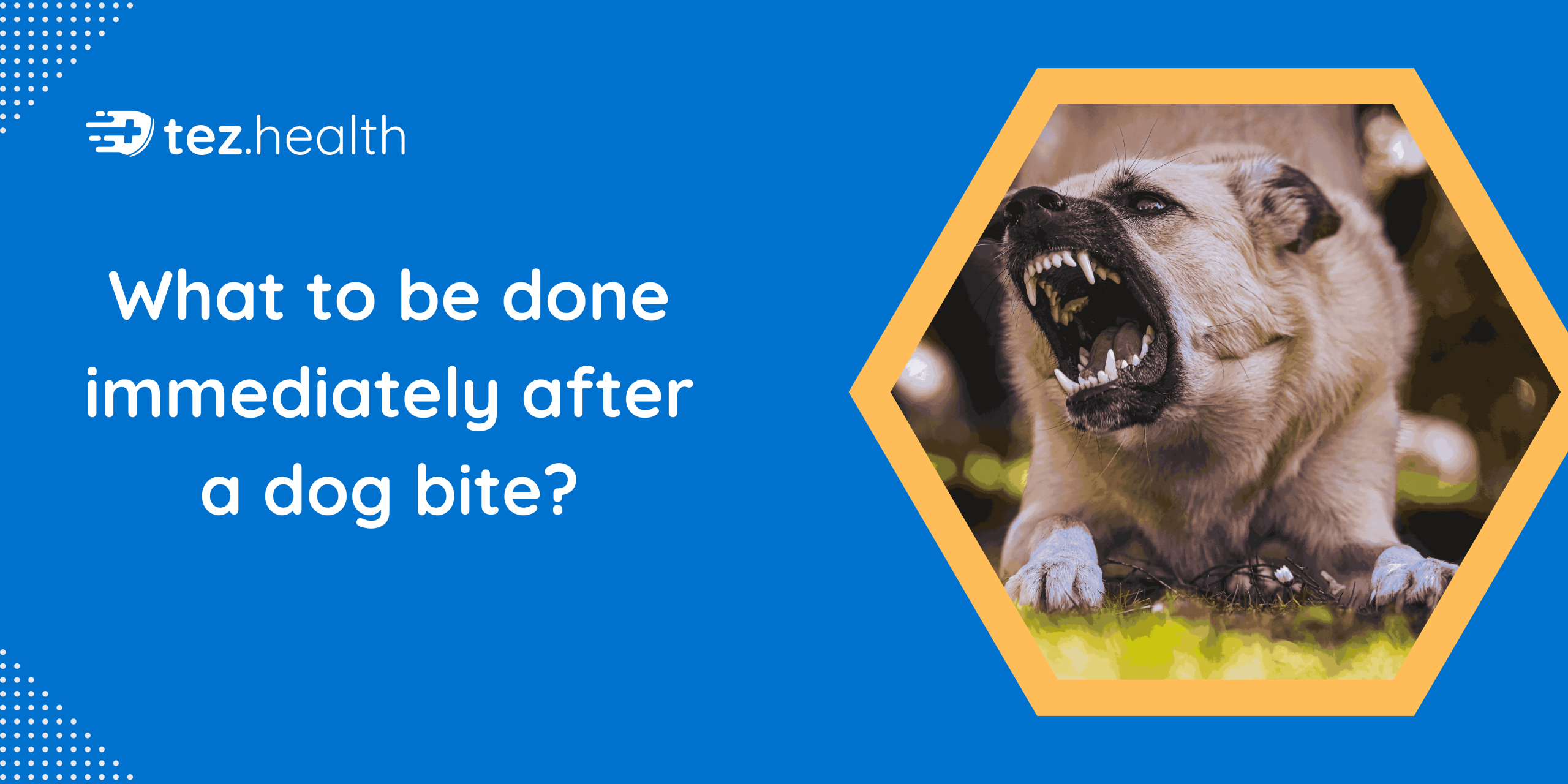 What to Do Immediately After a Dog Bite: Step by Step Guide.