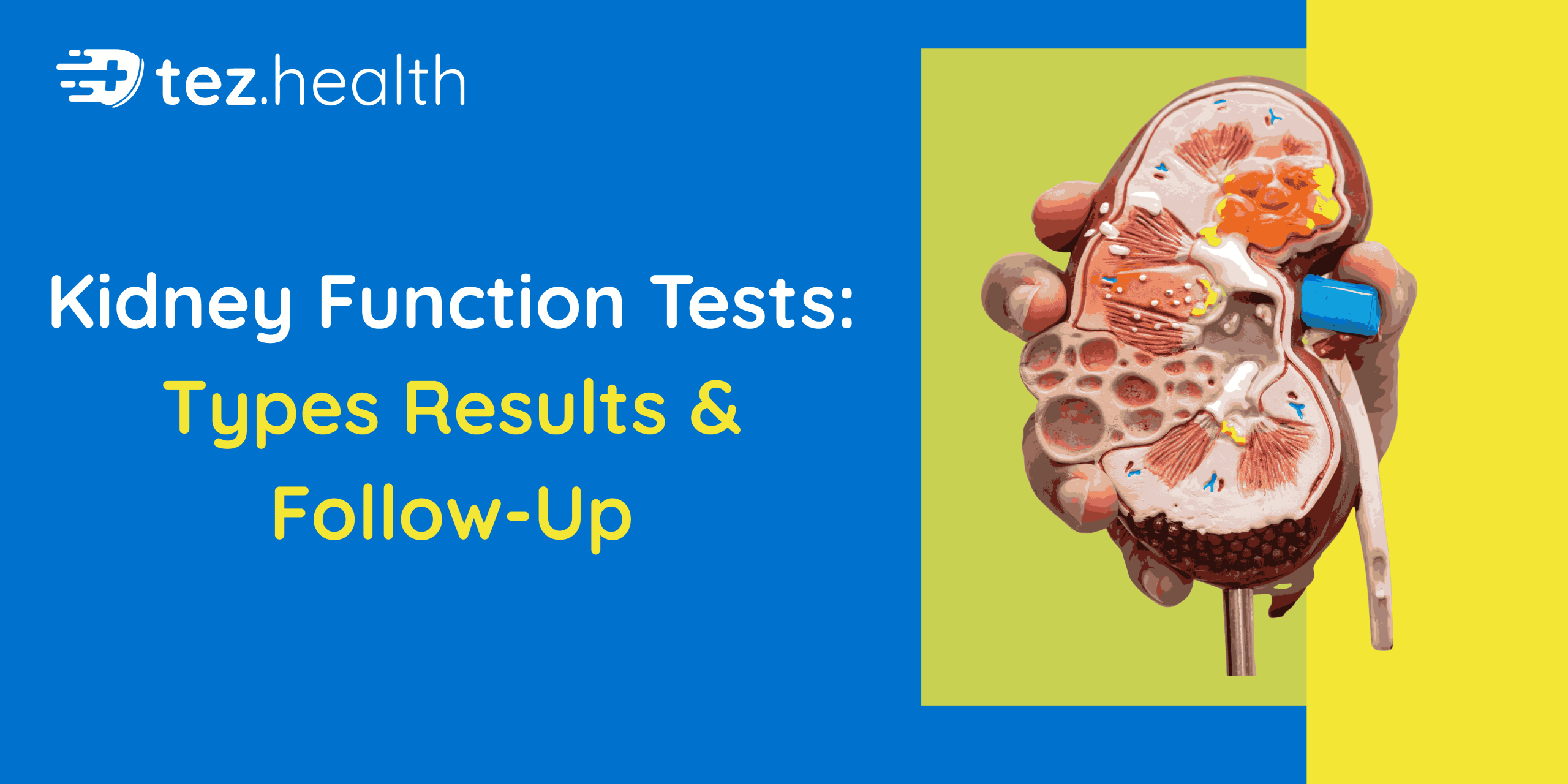 Kidney Function Tests: Types, Results & Follow-Up