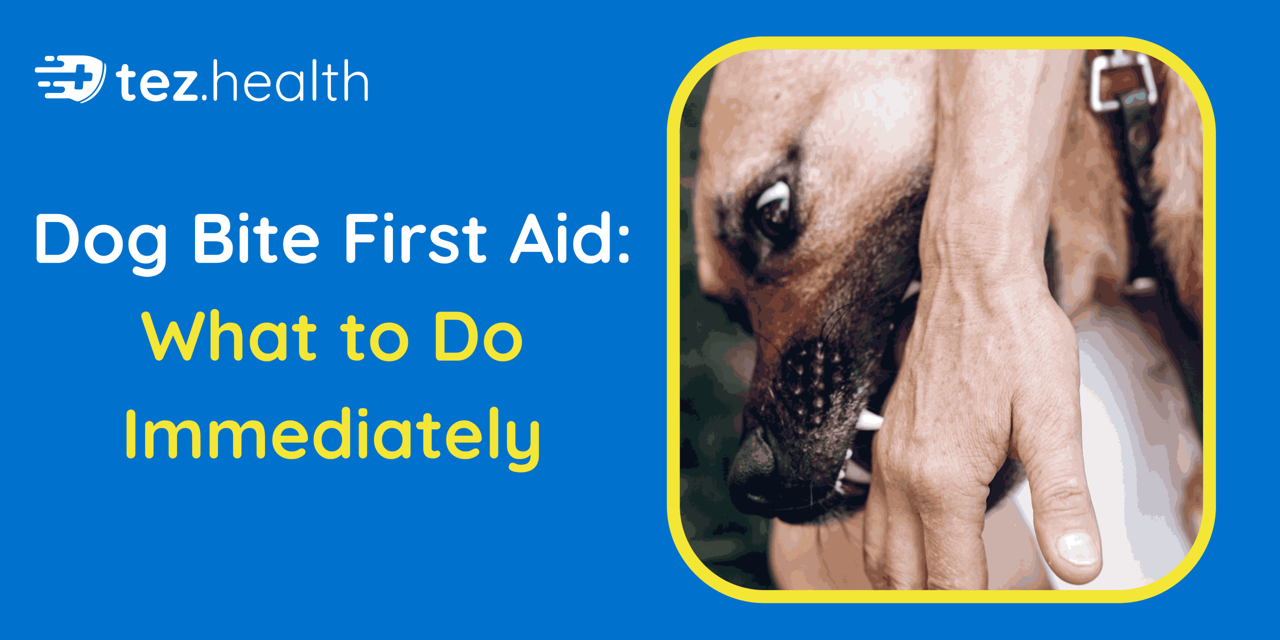 Dog Bite First Aid: What to Do Immediately